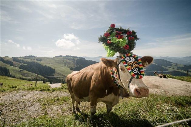Almabtrieb