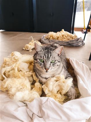 Bild 3 Katze