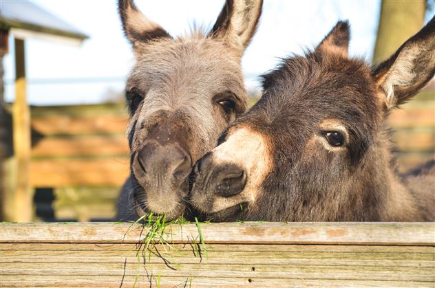Esel- und Lamawanderung (c)Shutterstock