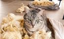 Bild 3 Katze