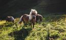 Pony Kasplatzl