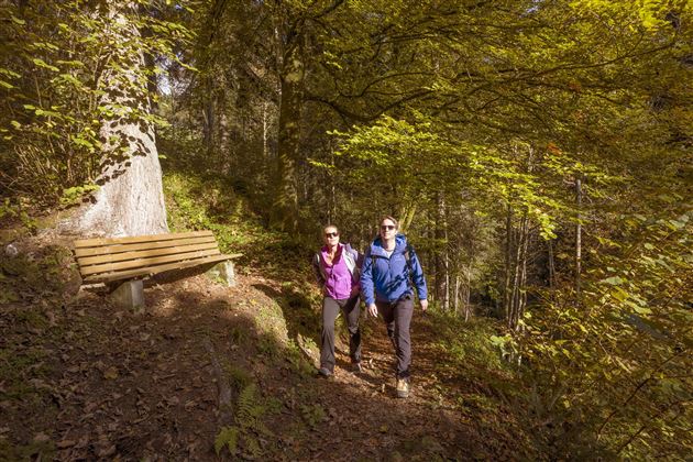 Wald @Region Hohe Salve - Hannes Dabernig