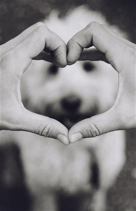 Happy Dog 2