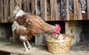 Au Hochalm Huhn