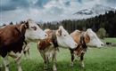 die Tiere