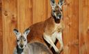 Kangaroos