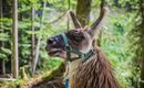 Lamas_1
