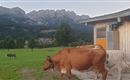 Stallung mit Auslauf