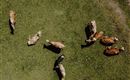 Tiere