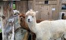 Wildpark Aurach 4