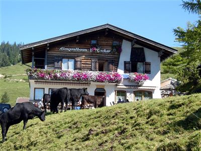 Frontansicht 4 - Angus