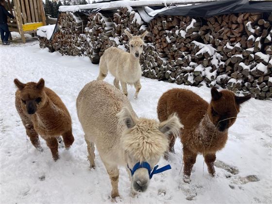 4 Alpakas Winter