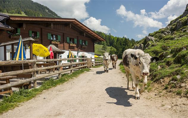 Alm mit Kühen