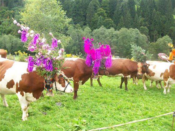 Almabtrieb im Herbst