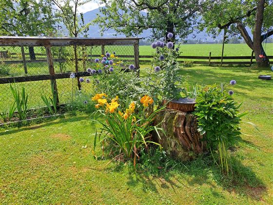 Alte Wurzel mit Blumenpracht