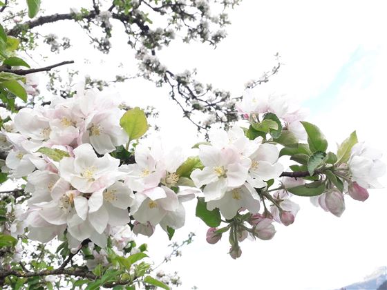 Apfelblüte am Penningberg