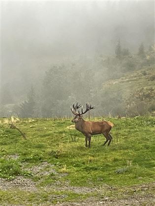auf der Jagd