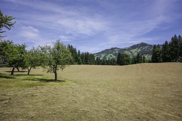 Ausblick