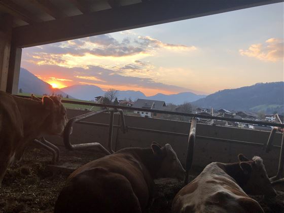 Aussicht der Kühe vom Stall