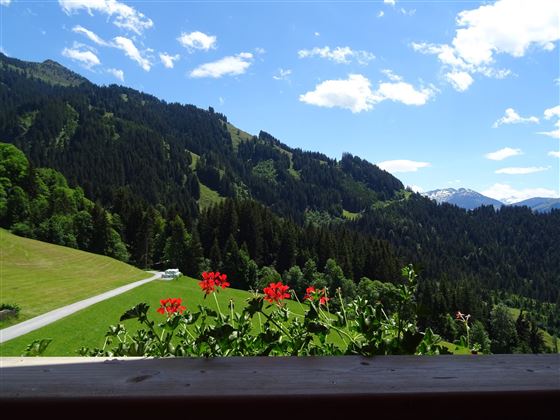 Aussicht Sommer