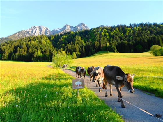 Bauernhof Großwolfing Ebbs - Unsere Kühe