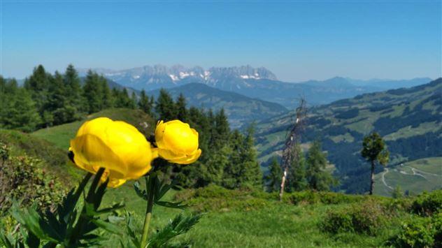 Blick Richtung Kaisergebirge