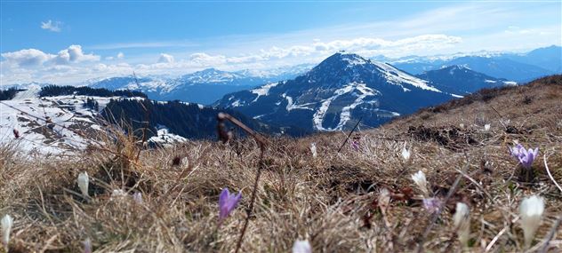 Frühlingserwachen auf dem Brandstadle mit Blick zur Hohen Salve