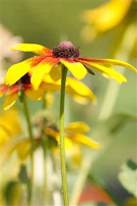 blume