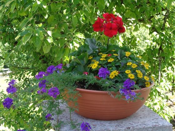 Blumen