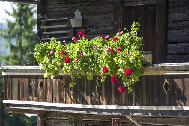 Blumen Balkon