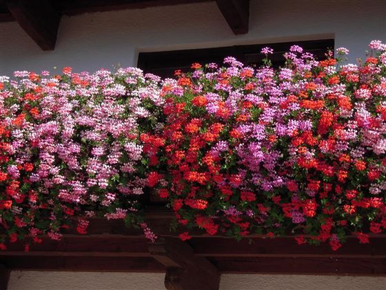 Blumenpracht