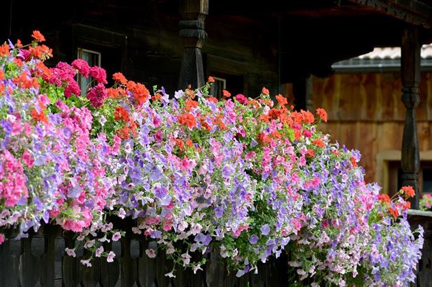 Blumenpracht