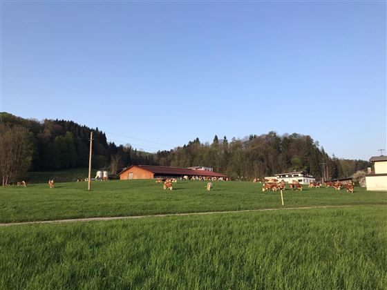 Bruggerhof Niederndorf - Wiese und Stall