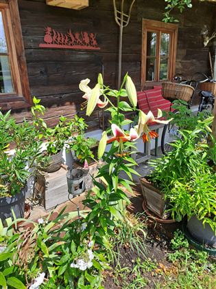 Duftende Lilien im Frühsommer