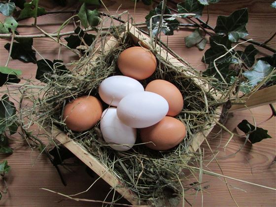 Eier