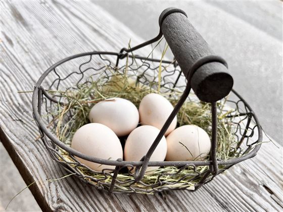 Eier unserer Bayrischen Landzwerge