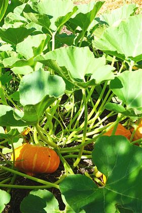 eigene Ernte aus dem Garten