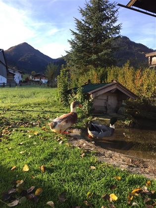 Enten