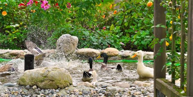 enten im teich