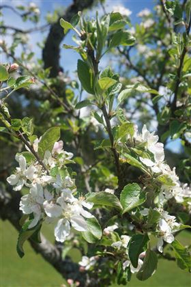 Frühling bei uns