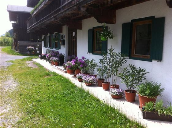 Mensajeros de primavera y plantas verdes ¡oh qué alegría!