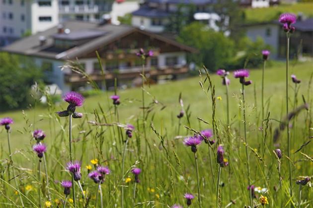 Gästehaus Messner Klaus Thiersee Blumenwiese