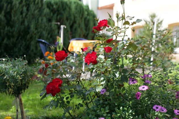 Garten mit Blumen