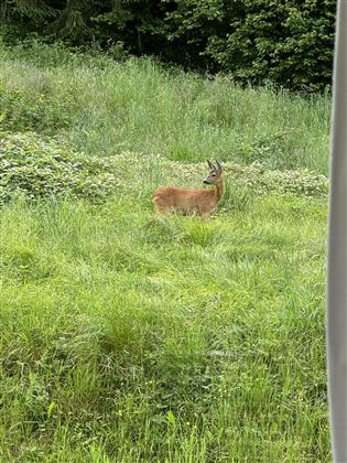 Gartenbesucher