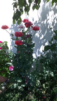 Gartenblumen