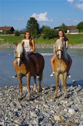 Haflinger am Wasser
