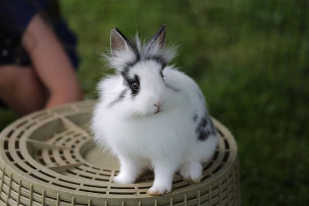 Hase