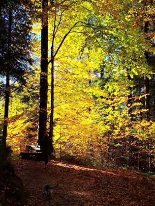 Herbst Wald