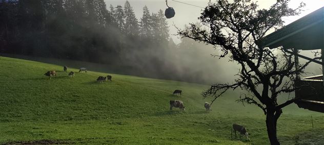 Herbstweide