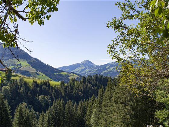 Herrenlehen_Brandseite_22_Kirchberg_Ausblick